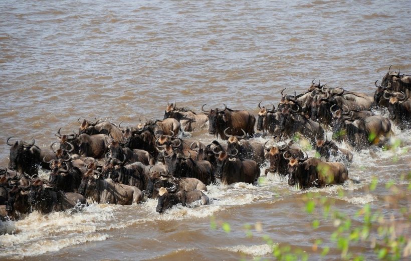 7 jours - La grande migration à travers le Serengeti
